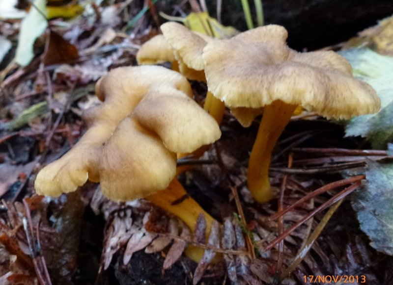 Chanterelles en tube